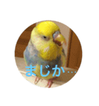 インコのハルくん3（個別スタンプ：20）