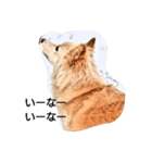 それいけ保護犬②（個別スタンプ：1）