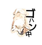それいけ保護犬②（個別スタンプ：7）