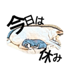それいけ保護犬②（個別スタンプ：12）
