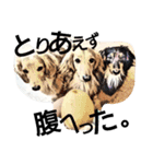 それいけ保護犬②（個別スタンプ：13）