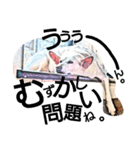 それいけ保護犬②（個別スタンプ：15）