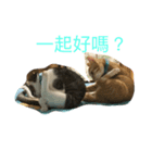 Dge（個別スタンプ：8）