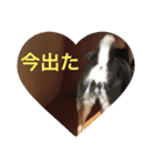 kanacoco（個別スタンプ：12）