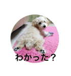 kanacoco（個別スタンプ：15）