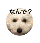 kanacoco（個別スタンプ：17）