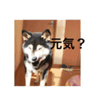 kanacoco（個別スタンプ：26）