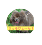 coco＆palu（個別スタンプ：1）