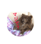 coco＆palu（個別スタンプ：2）