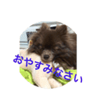 coco＆palu（個別スタンプ：5）