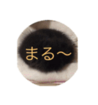 coco＆palu（個別スタンプ：6）