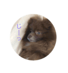 coco＆palu（個別スタンプ：12）