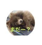 coco＆palu（個別スタンプ：19）