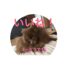 coco＆palu（個別スタンプ：21）