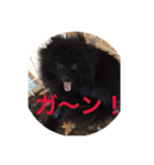 coco＆palu（個別スタンプ：27）