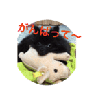 coco＆palu（個別スタンプ：28）