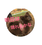coco＆palu（個別スタンプ：40）
