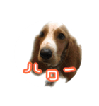 バセットハウンドレオンくんの日常2（個別スタンプ：1）