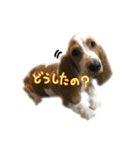 バセットハウンドレオンくんの日常2（個別スタンプ：10）