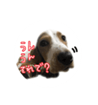 バセットハウンドレオンくんの日常2（個別スタンプ：13）