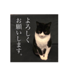 猫のおにゅ（個別スタンプ：1）