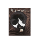猫のおにゅ（個別スタンプ：2）
