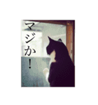 猫のおにゅ（個別スタンプ：4）