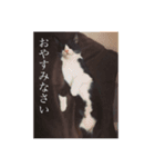 猫のおにゅ（個別スタンプ：5）
