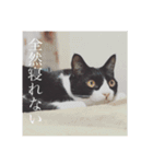 猫のおにゅ（個別スタンプ：6）