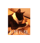猫のおにゅ（個別スタンプ：7）