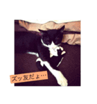 猫のおにゅ（個別スタンプ：8）