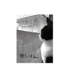 猫のおにゅ（個別スタンプ：10）