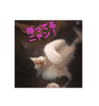 猫のおにゅ（個別スタンプ：11）