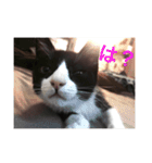 猫のおにゅ（個別スタンプ：13）