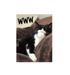 猫のおにゅ（個別スタンプ：14）