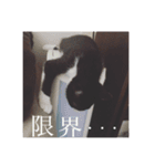 猫のおにゅ（個別スタンプ：15）