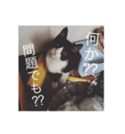 猫のおにゅ（個別スタンプ：16）