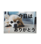 chiru2（個別スタンプ：2）