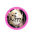 chiru2（個別スタンプ：4）