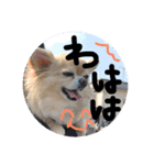 chiru2（個別スタンプ：16）