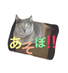 ロシアンブルーのジジくん（個別スタンプ：5）