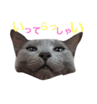 ロシアンブルーのジジくん（個別スタンプ：14）