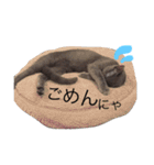 ロシアンブルーのジジくん（個別スタンプ：16）