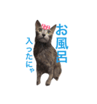 ロシアンブルーのジジくん（個別スタンプ：17）