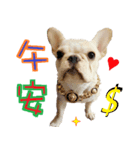 Ha je gold French Bulldog（個別スタンプ：1）