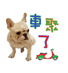 Ha je gold French Bulldog（個別スタンプ：7）