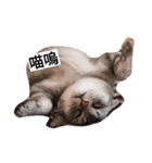 remember  panda（個別スタンプ：6）