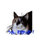 ねこちゃんのStamp（個別スタンプ：2）