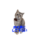 ねこちゃんのStamp（個別スタンプ：3）