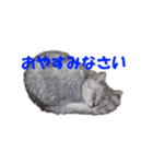 ねこちゃんのStamp（個別スタンプ：4）